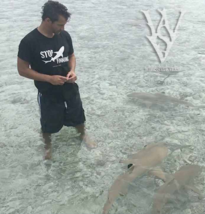 On a recent trip to South Fakarava Island, I was fortunate enough to spend time with black tip reef sharks, an absolutely stunning species.  I happened to be wearing my Stop Finning shirt from Ocean4.org, which couldn't have been more appropriate for such beautiful fins.  Fins belong on the sharks!! #shark #blacktipreefshark #wsv #stopfinning #skylerthomas #whitesharkvideo #fin #keepfinalive