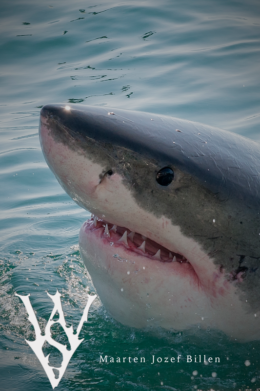 Great White Shark in South Africa taken by Maarten Jozef Billen for White Shark Video. White Shark Video is a nonprofit education company founded by Skyler Thomas