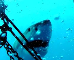 a great white shark tries to get in the cage