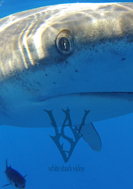 The remarkable eye of the oceanic white tip shark #wsv