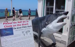 Fishing is currently closed at the Manhattan Beach Pier following a shark bite incident related to fishing - White Shark Video