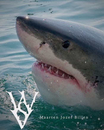 White Shark, South African White Shark, South African white shark population study, Skyler Thomas, Maarten Jozef Billen, WSV, White Shark Video