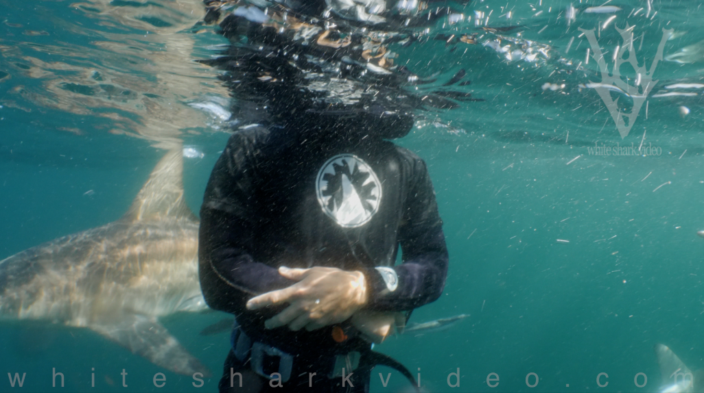 Wildlife advocate and filmmaker, Skyler Thomas, talks about humans, coexistence, and sharks while surrounded on all sides by feeding sharks. His work invites us to look more at our own mentality toward the world rather than hyping fear around other predators. “Why do so many people (secretly or openly) want this to be an image from a shark attack? As a species we really seem to celebrate violence.”