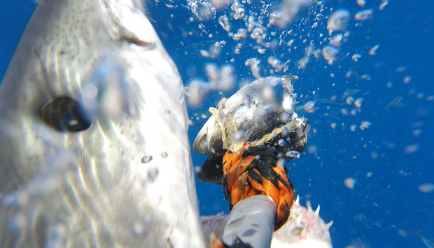 Scene from 'Meet Minion Cam' by Skyler of White Shark Video. Shark Minutes