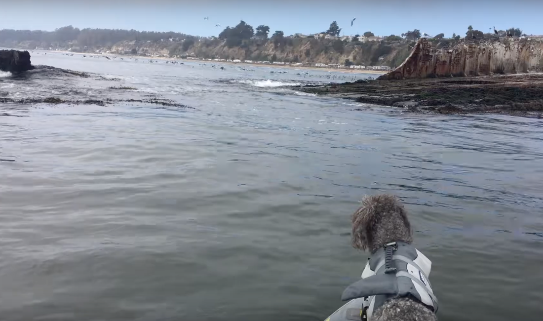 To drive the “over-hype” theme home I decided to host these episodes while paddle boarding around the shipwreck in Aptos, where the media outlets had been claiming to be “infested with an invasion” of white sharks. #aptos #sharkweek #hype #rescue #shark #debunk #mythbusting #skyler