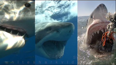 Analyses of great white shark footage shot by Skyler Thomas shows us there are many fine details in communication that we might be overlooking.