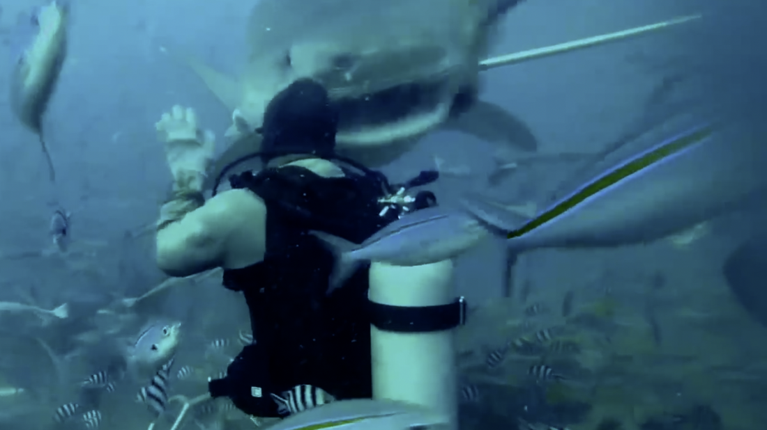 Two shark divers analyze tiger shark attacks in order to try to understand what went wrong and whether anything else could have been done differently.