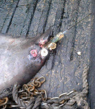 One of OCEARCH's dead sharks still showing the remnants of its ugly tagging