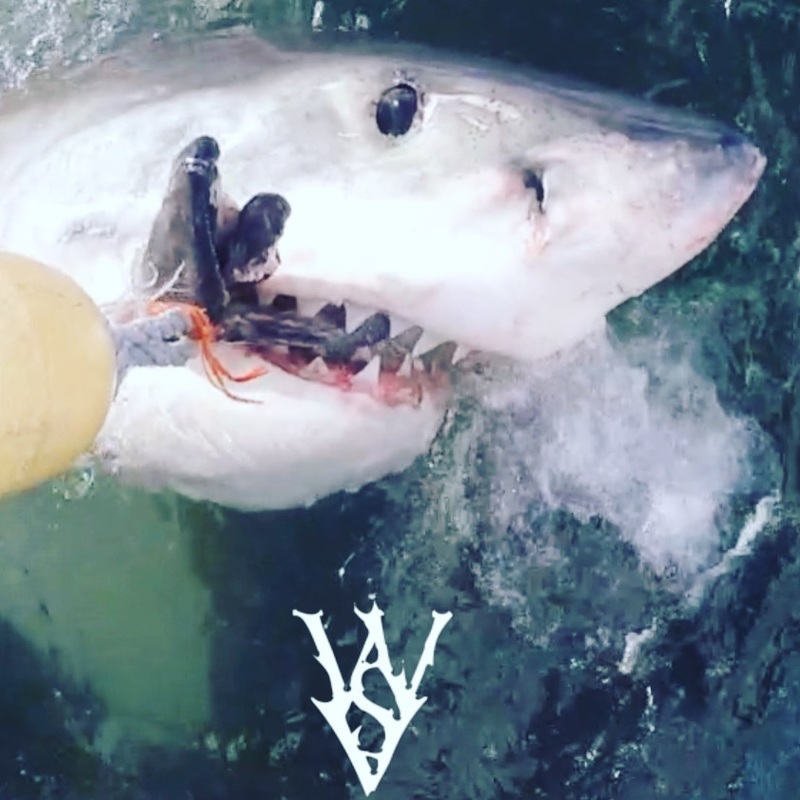 Great White Shark watches what it is biting. #WSV #SkylerThomas #shark #whiteshark