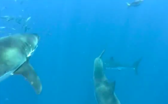 Three white sharks swim in silent communication. White Shark Video