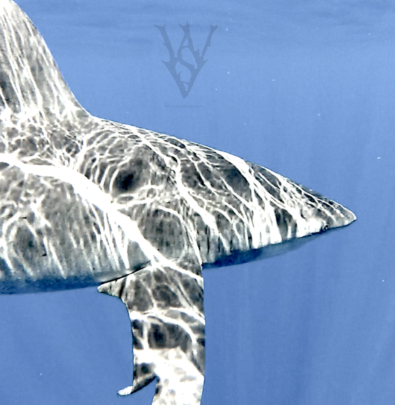 the oceanic white tip...lightning god of sharks #wsv