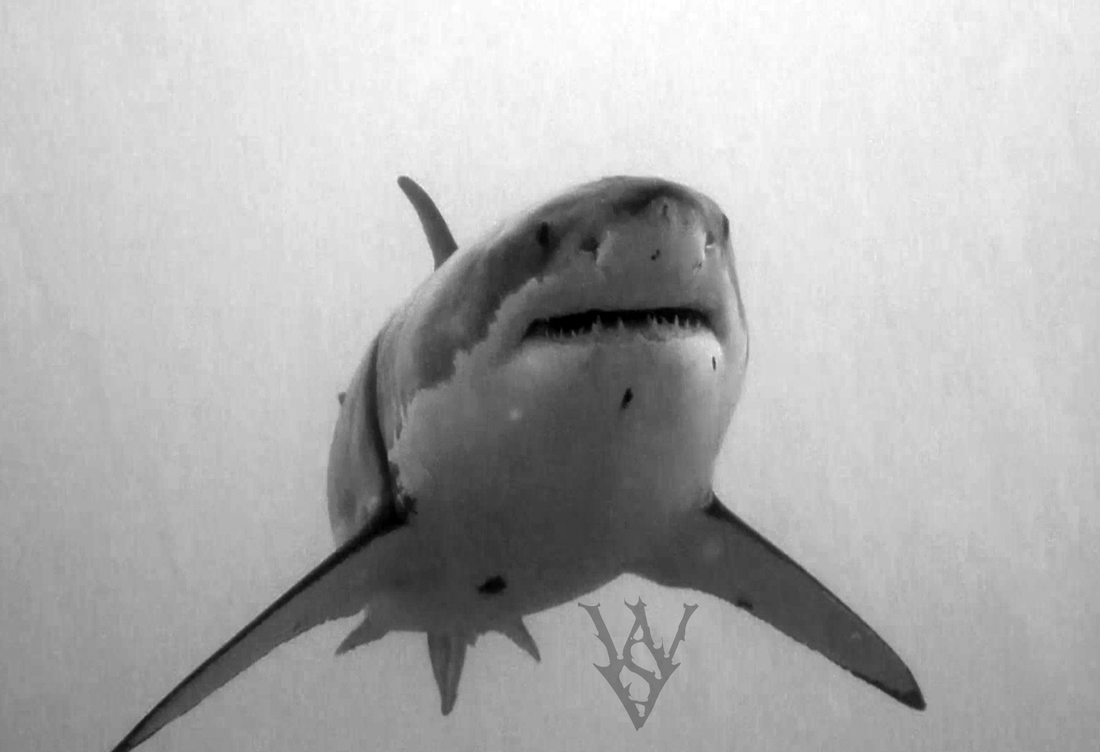 Huge great white shark heads straight at diver.  Image captured by White Shark Video