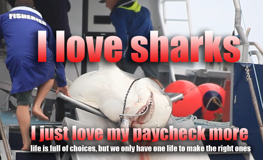 I love sharks, I just love my job more