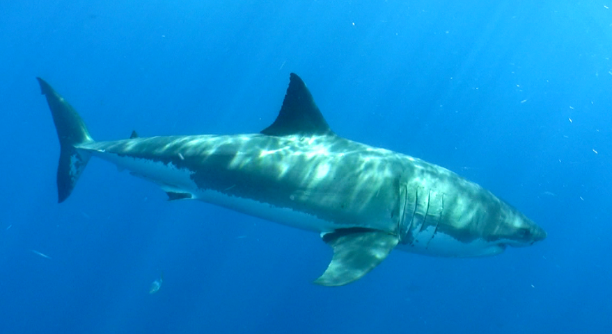 Photo of the white shark Jaque. Taken by Skyler Thoams