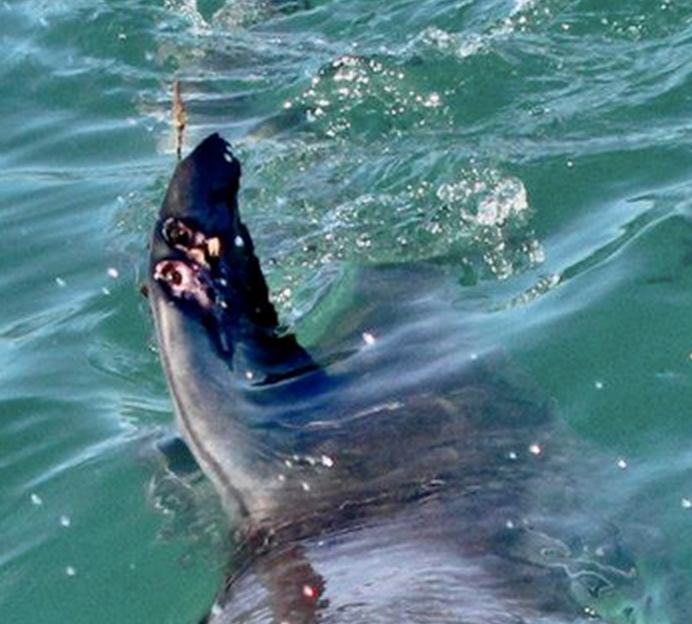 OCEARCH white shark mutilated fin