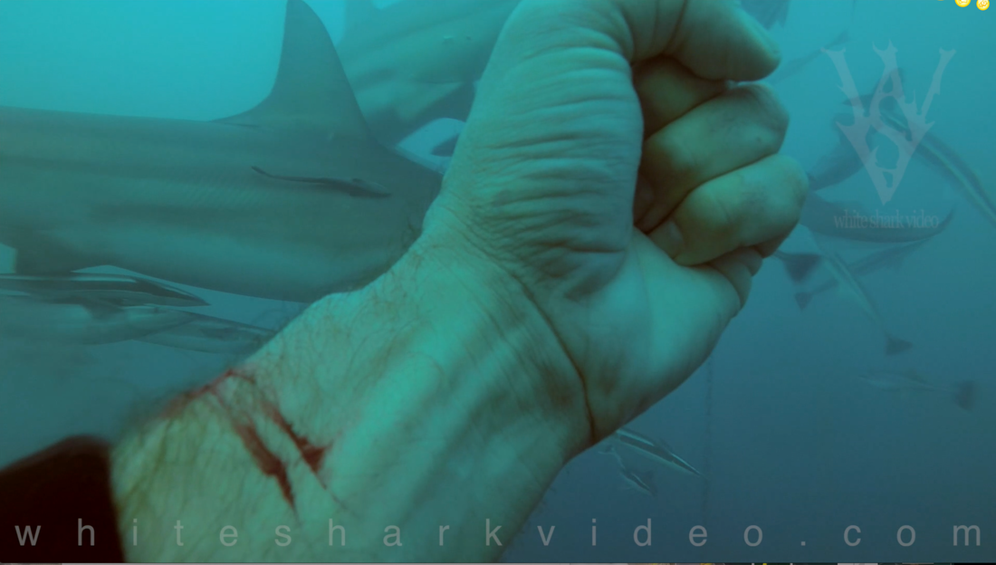 Shark filmmaker Skyler Thomas reminds us that just because sharks can smell our blood doesn’t mean it is of interest to them. 