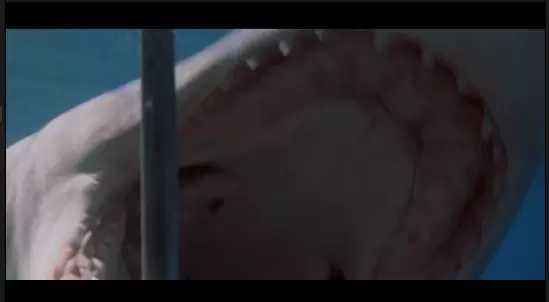 Shark diver Skyler Thomas reflects on two classic ocean filmsPicture