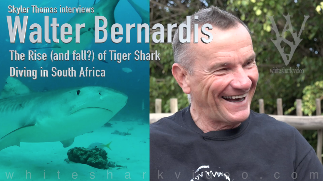 Skyler Thomas interviews Walter Bernardis regarding the rise and fall of the tiger shark diving industry in South Africa.  What were the early days like? What was the process of learning to dive with tiger sharks?  Why is the industry already coming to an end and who is responsible? #skylerthomas #whitesharkvideo