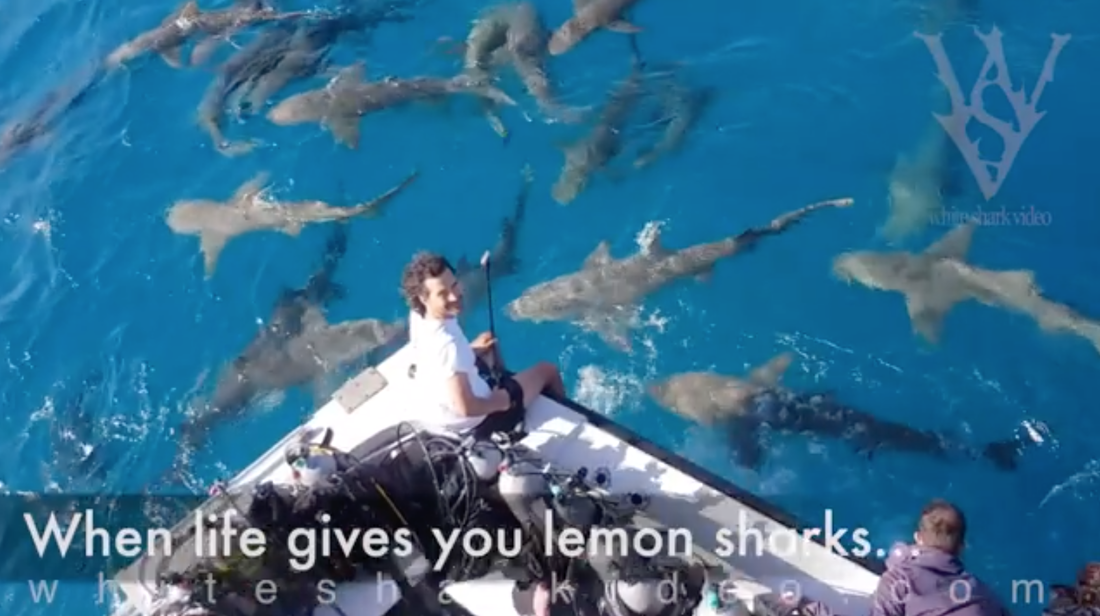 Filmmaker Skyler Thomas uses Pole Cams to film the effort sharks make not to bite each other