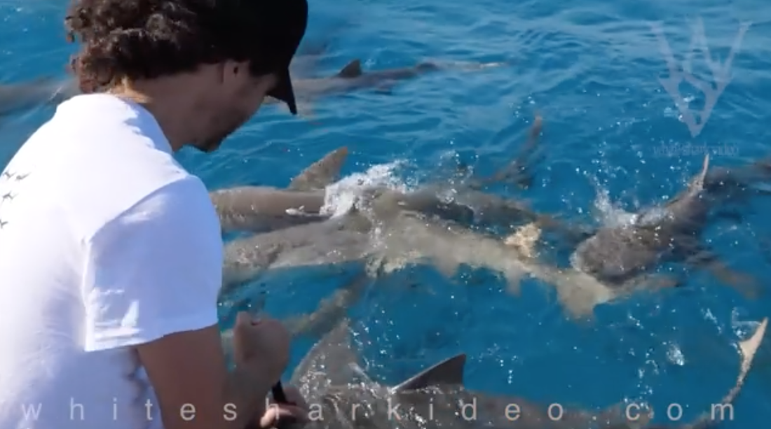 Filmmaker Skyler Thomas uses Pole Cams to film the effort sharks make not to bite each other