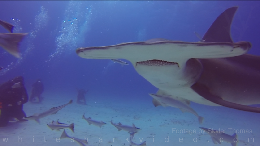 Skyler Thomas provides 5 amazing hammerhead shark facts in 60 seconds in his latest installment of Shark Minutes. All footage shot and owned by Skyler Thomas