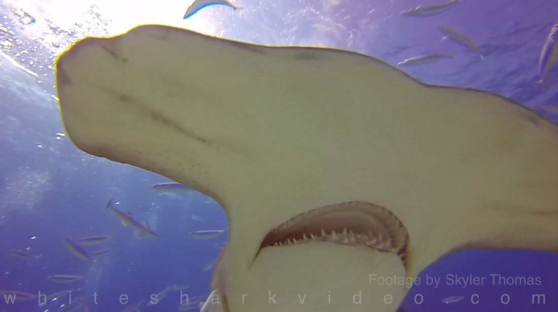 Skyler Thomas provides 5 amazing hammerhead shark facts in 60 seconds in his latest installment of Shark Minutes. All footage shot and owned by Skyler Thomas