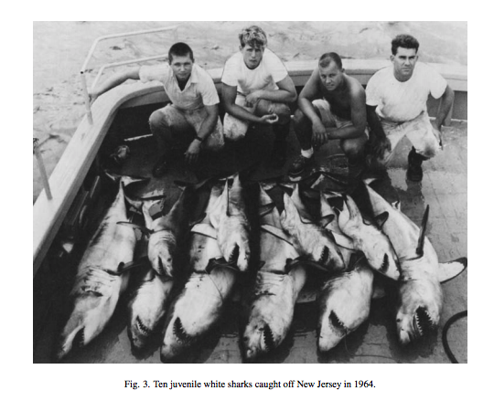 Baby white sharks have been caught in New England throughout history, not just now because you heard about it on TV from opportunistic scientists. #Gregskomal #CraigOConnel #JoeRomeiro