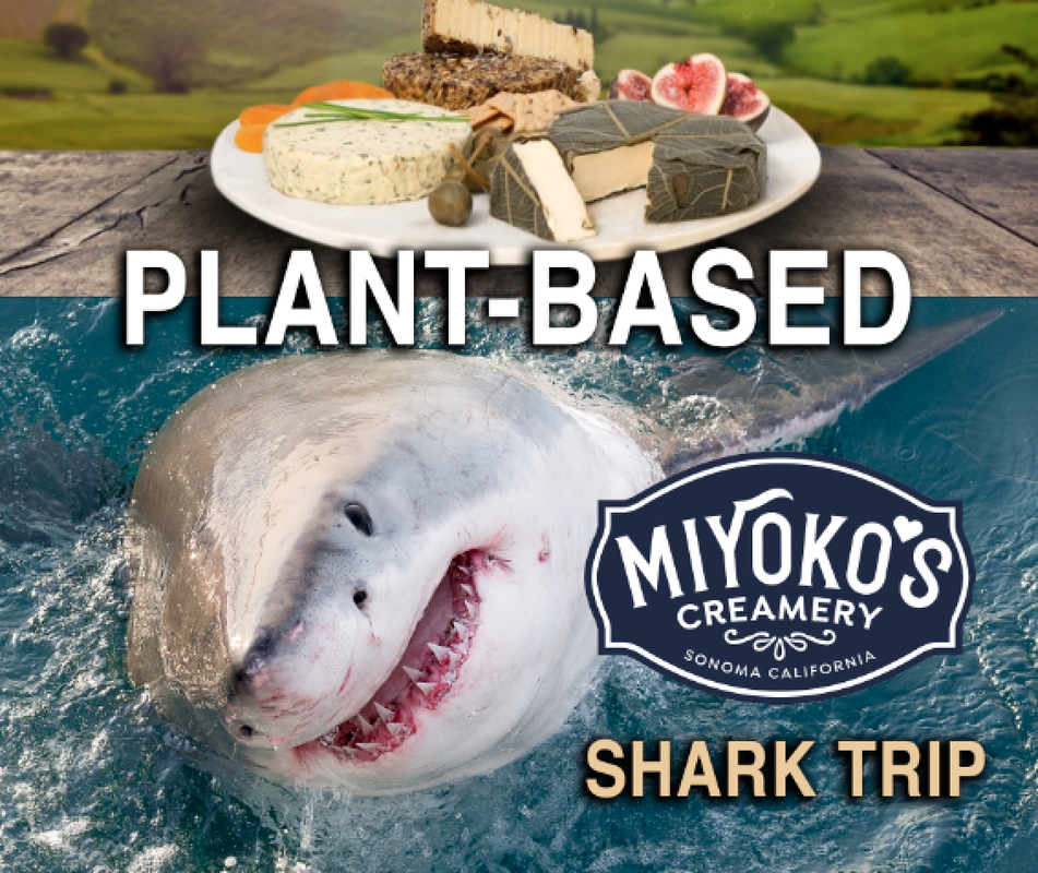 Vegan shark trip featuring Miyokos. #vegan4sharks #vegan #shark #cagedive #guadalupe